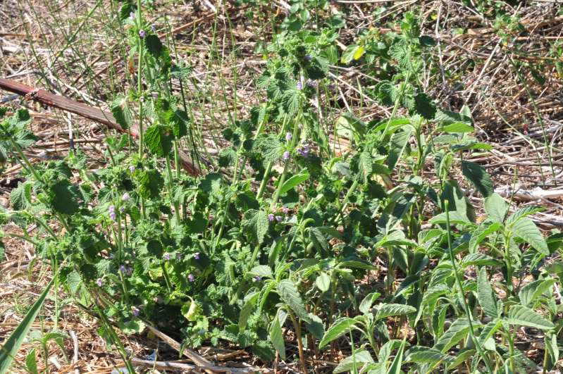 Ballota nigra sl.